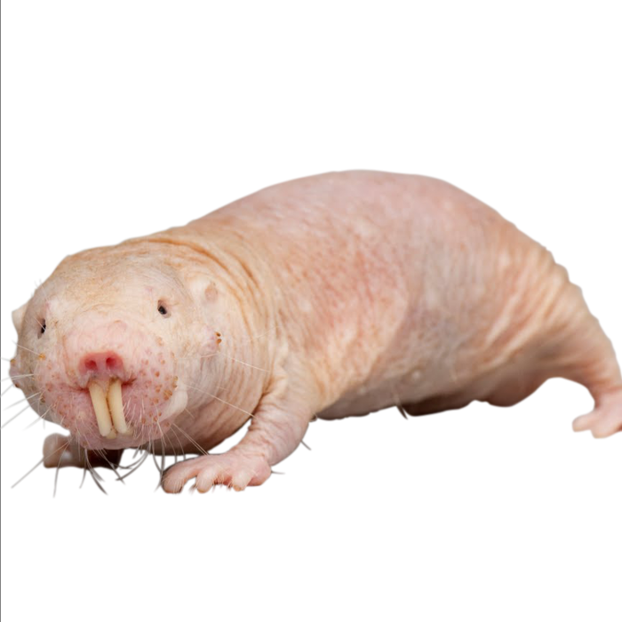 naked mole rat